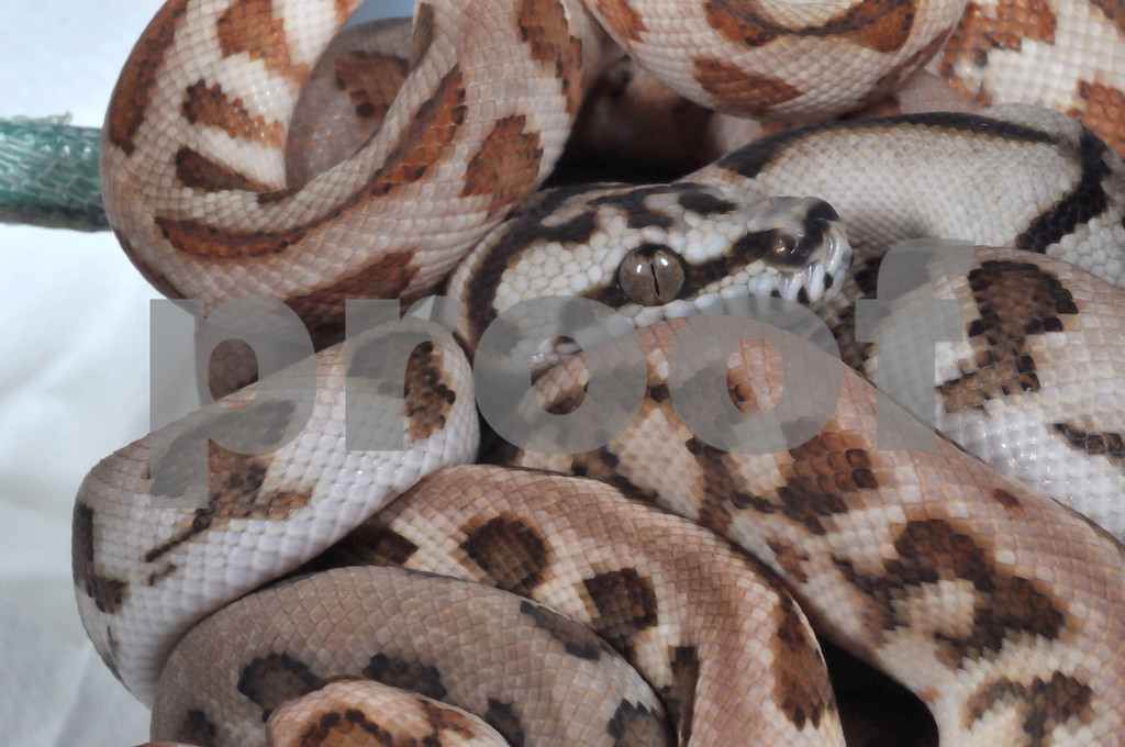 Irian Jaya Jaguar Pythons | Reptile Forums