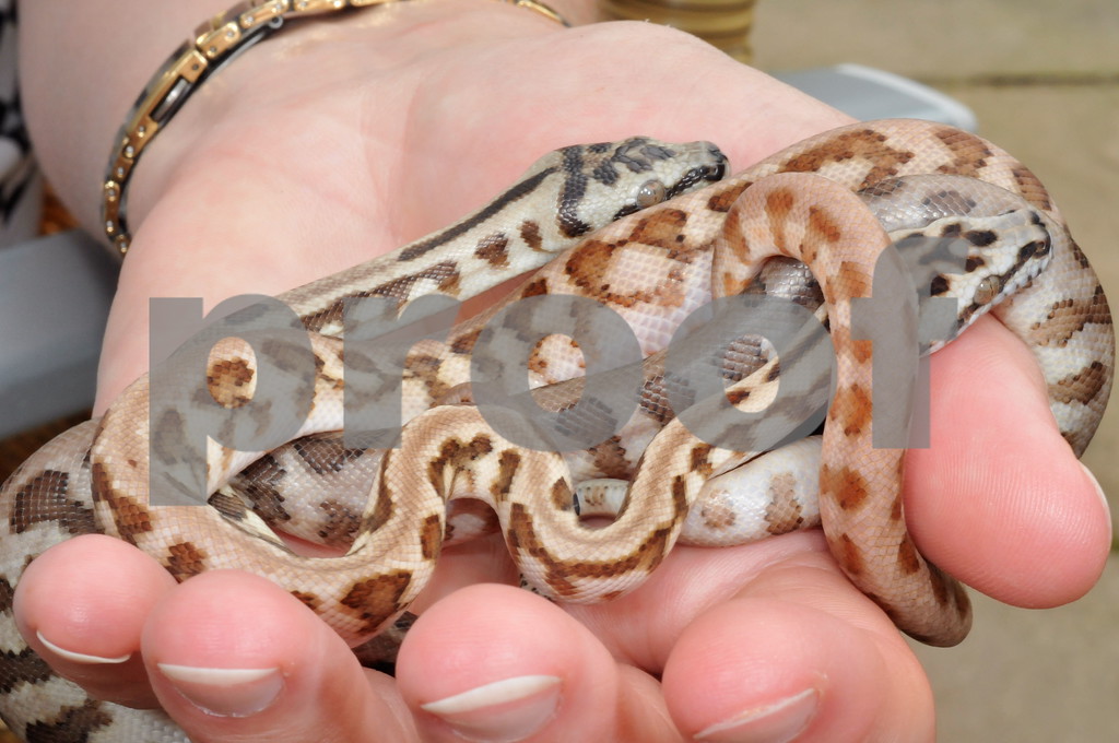 Irian Jaya Jaguar Pythons | Reptile Forums